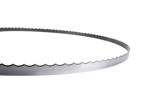 Scallop